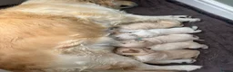 Golden Retriever dogs for sale: Golden Retriever Puppies  - Advert 8