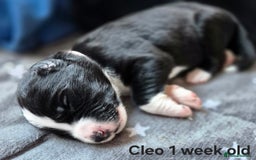 Border Collie dogs for sale: Border Collie pups - Image 16