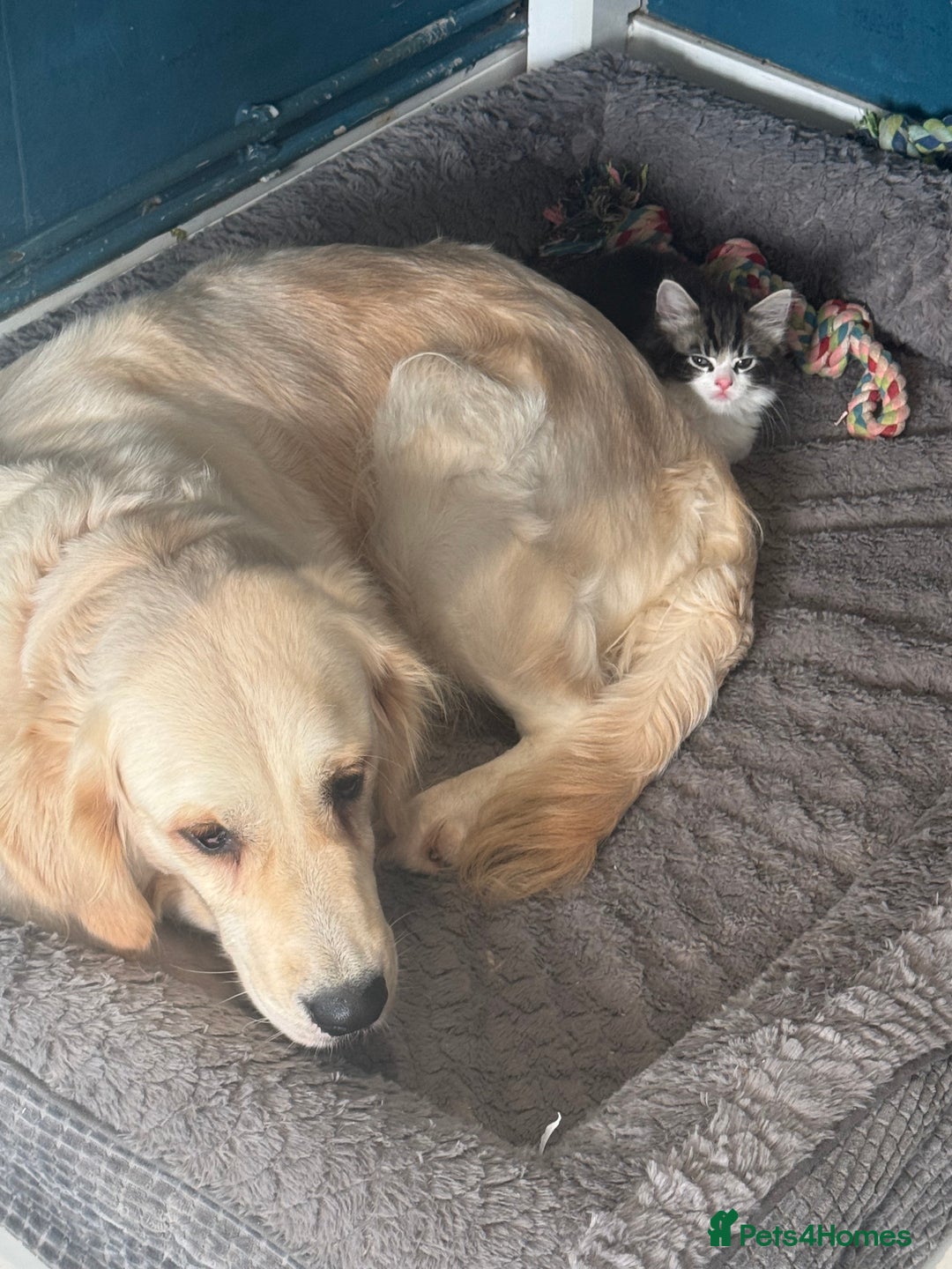 Golden Retriever dogs for sale: 7 beautiful Golden Retriever puppies  - Image 18