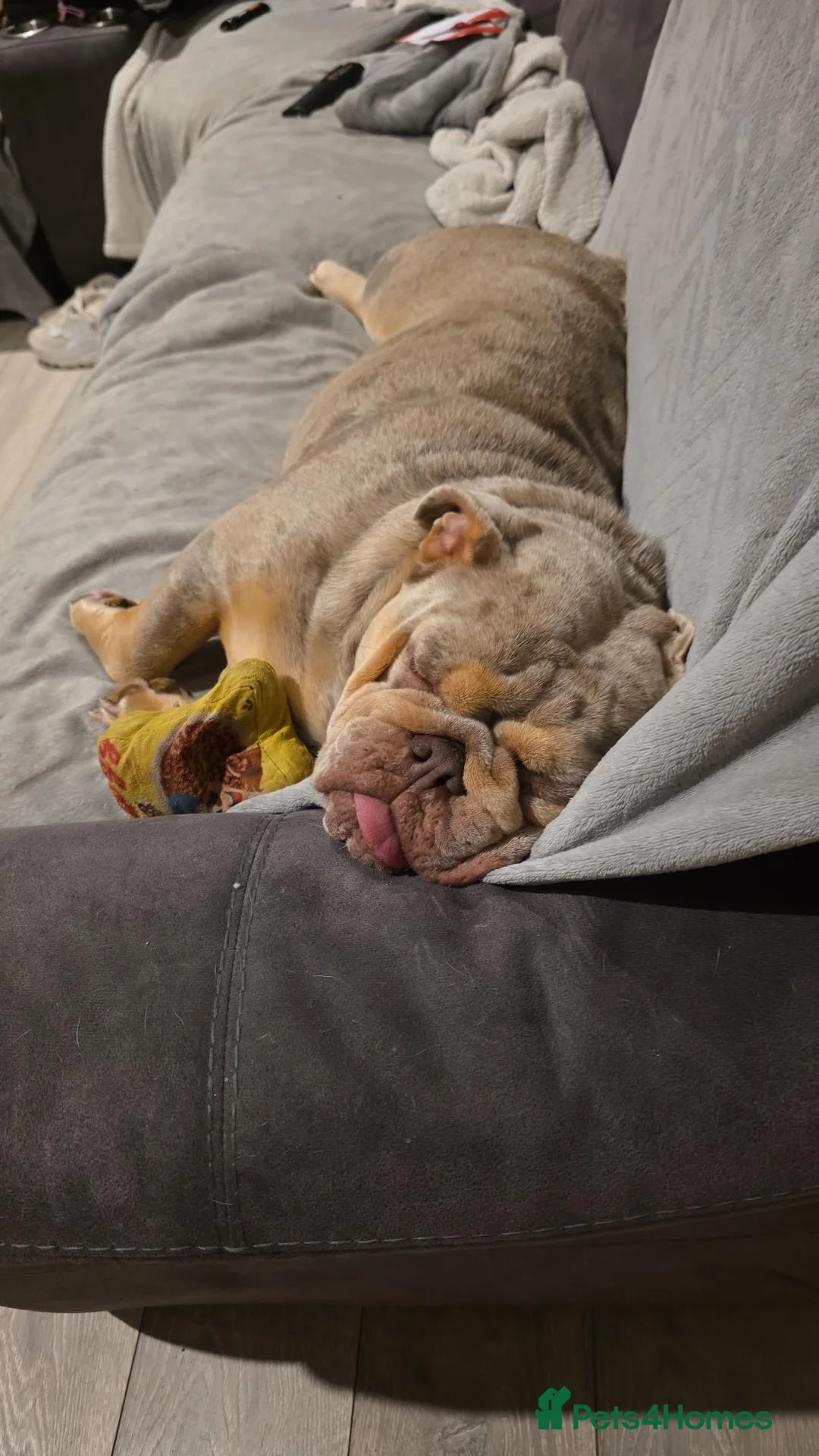English Bulldog dogs for sale: British bulldog 2 years old in Ipswich - Advert 4