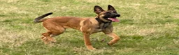 Belgian Shepherd Dog dogs for sale: Mali/dutch Female BRN  - Advert 6