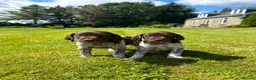 German Shorthaired Pointer dogs for sale: German shorthair pointer puppies  in Alford - Advert 3