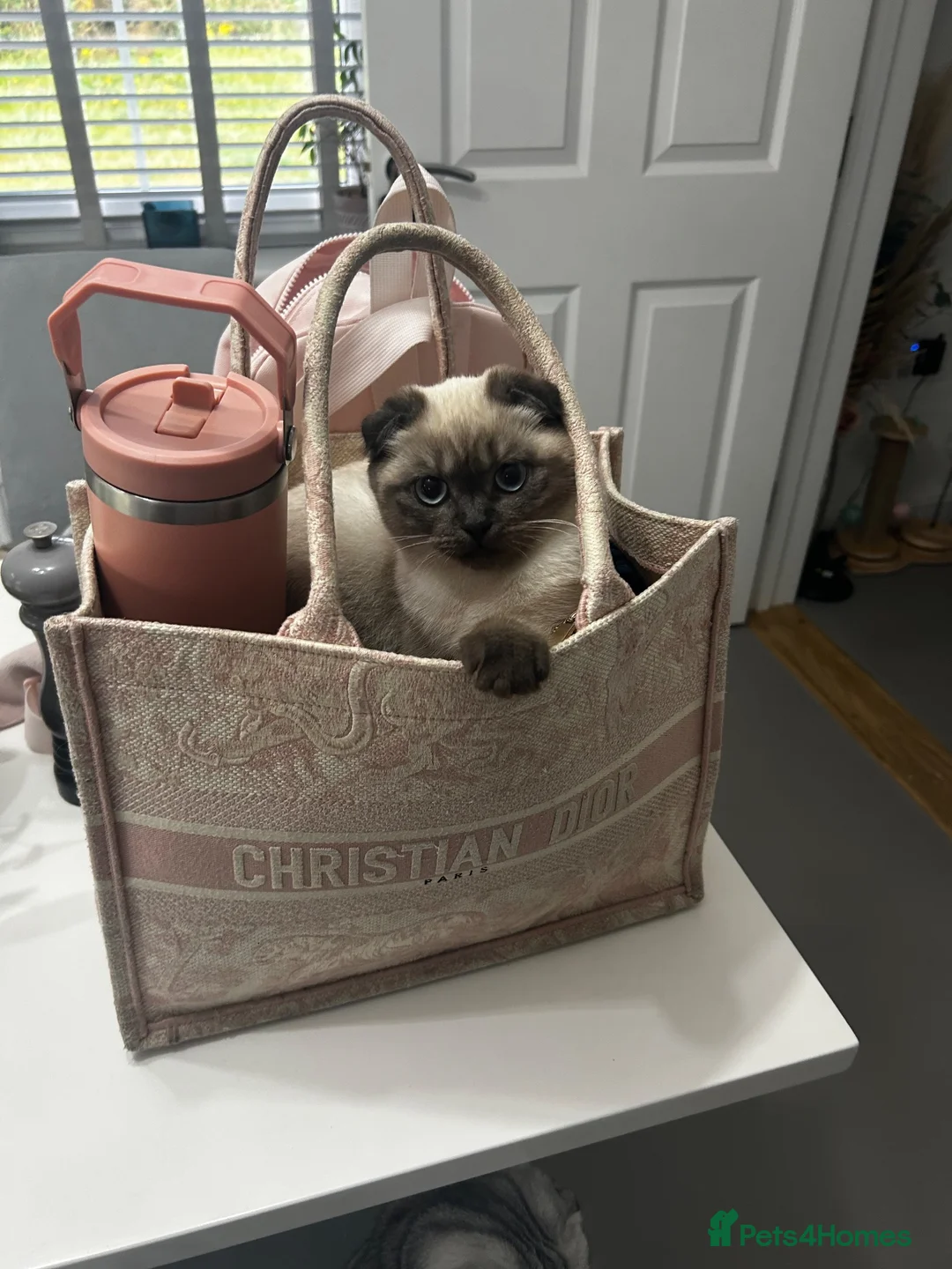 Scottish Fold cats for sale: 🐾 Seeking a Loving, Peaceful Home for beau  - Advert 12