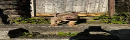 American Bulldog dogs for sale: Pocket bully for sale  in Bridgend - Advert 3