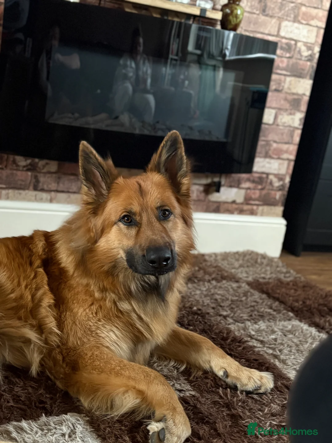German Shepherd dogs for stud: German Shepard ready for stud in Rowley Regis - Advert 2