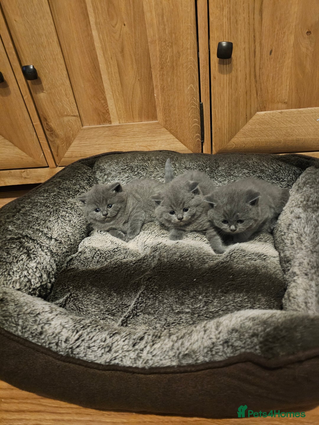 British Shorthair cats for sale: British shorthair kittens  - Advert 9