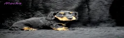 Miniature Dachshund dogs for sale: 🌟Dapple & Black Tan PRA Clear KC reg – June 26🌟 - Advert 1