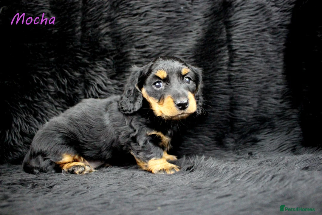 Miniature Dachshund dogs for sale: 🌟Dapple & Black Tan PRA Clear KC reg – June 26🌟 - Advert 1