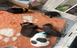 Mixed Breed dogs for sale: Adorable Lab/Spaniel/Collie Mix Puppies for Sale - Image 10