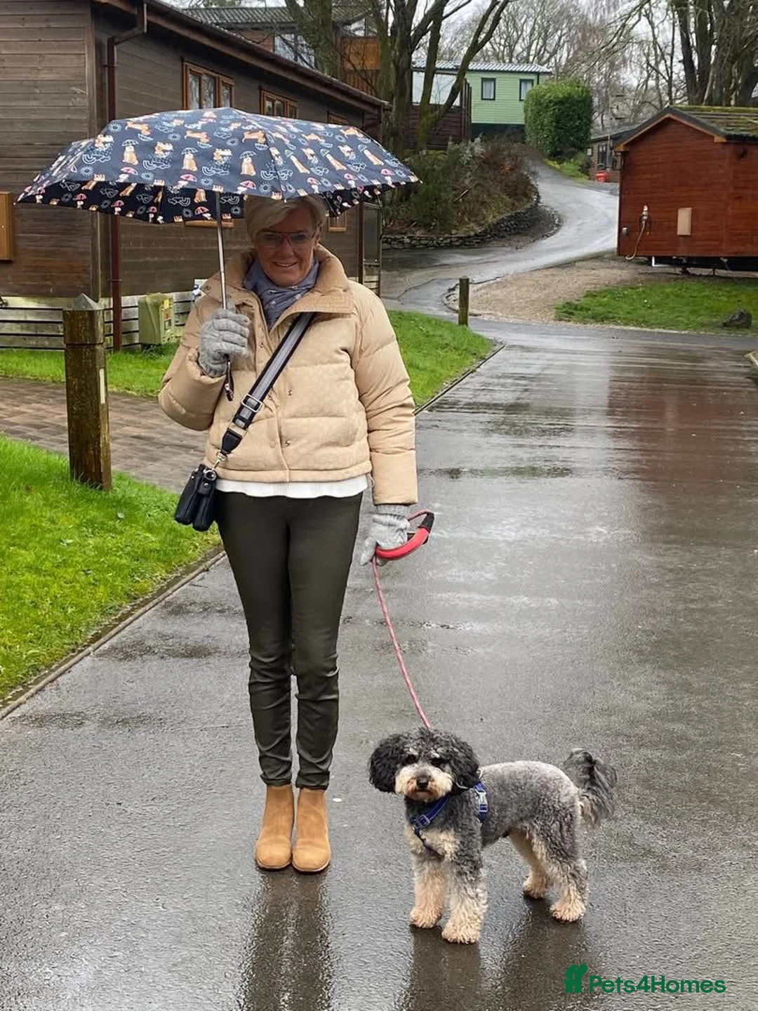 Mini Goldendoodle dogs for sale: F1 Mini Goldendoodles in Deeside - Advert 19