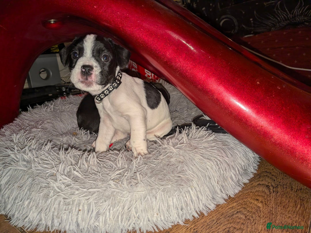 Mixed Breed dogs for sale: Little Boy Northern Ireland  - Advert 2