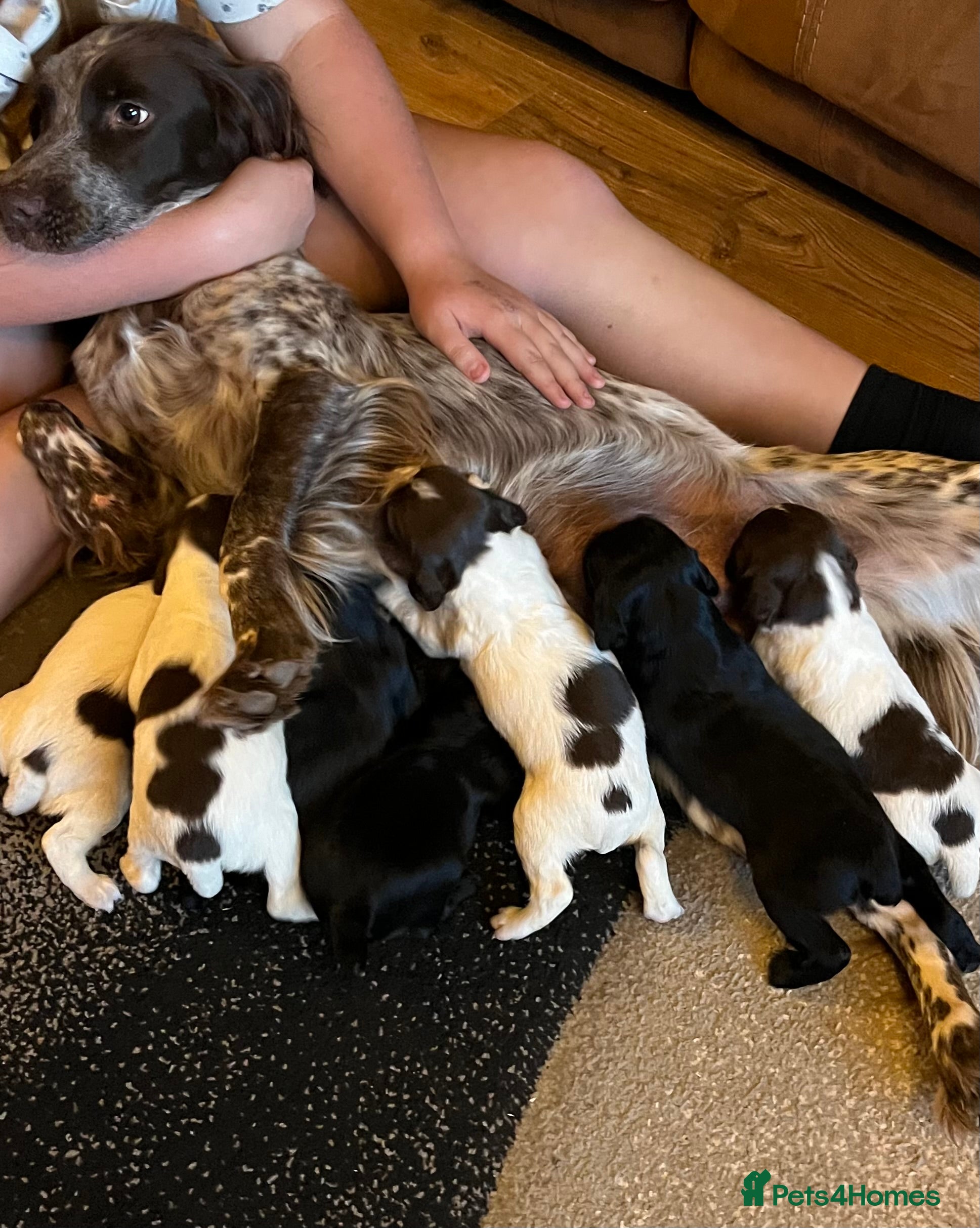 Mixed Breed dogs Flat coat retriever/spaniel x sprocker  - Advert 1