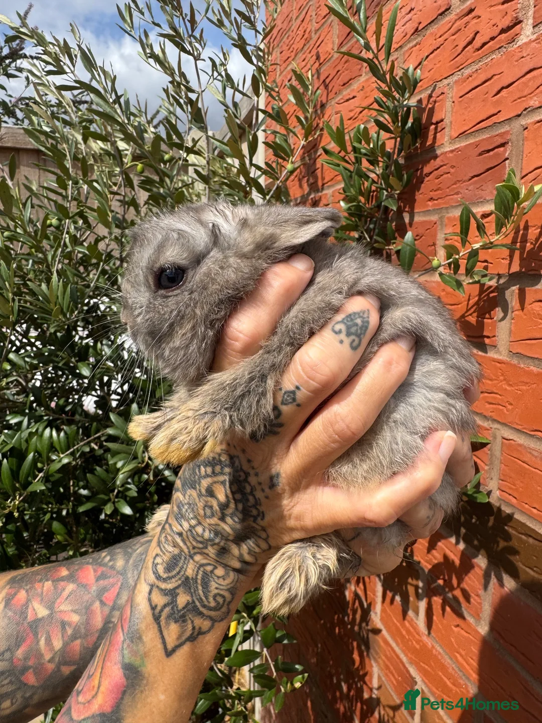 Netherland Dwarf rabbits for sale: Adorable, tiny Netherland Dwarf babies ready Now  - Advert 2
