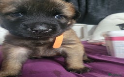 Mixed Breed dogs for sale: Belgian Malinois X Shar-pei puppies  - Image 28