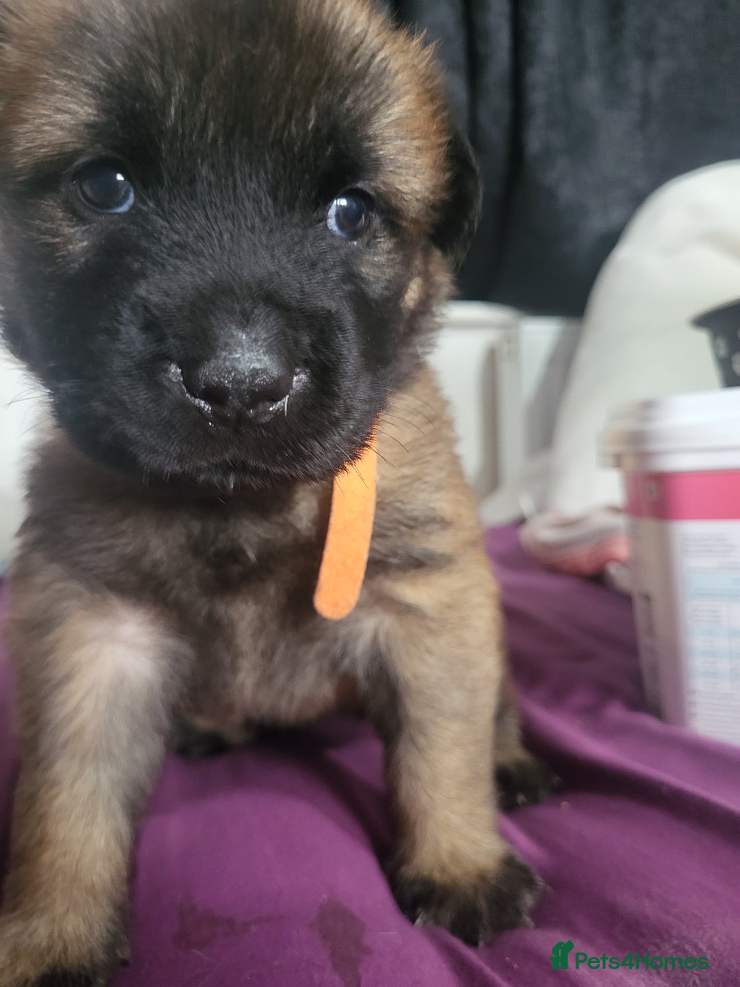 Mixed Breed dogs for sale: Belgian Malinois X Shar-pei puppies  - Image 28