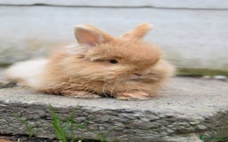 Mixed Breed rabbits for sale: Angora x Lionhead Female Looking For Home  - Image 5