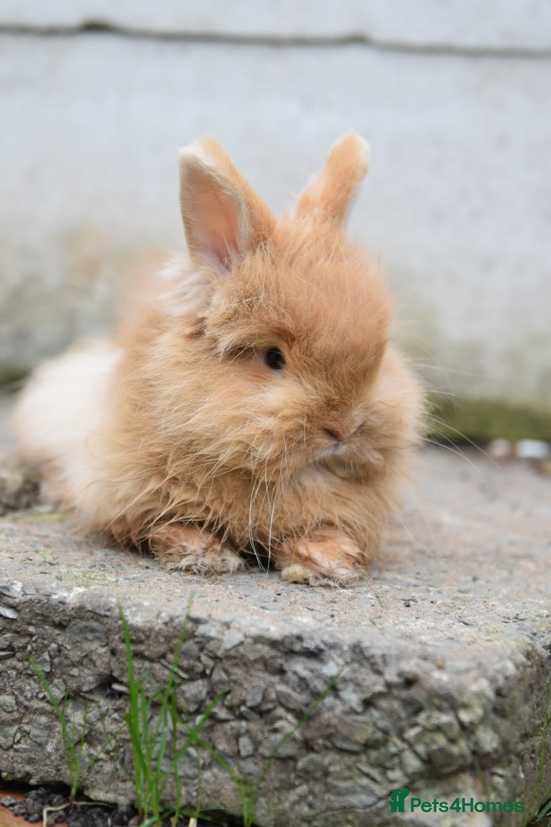 Mixed Breed rabbits for sale: Angora x Lionhead Female Looking For Home  - Image 5