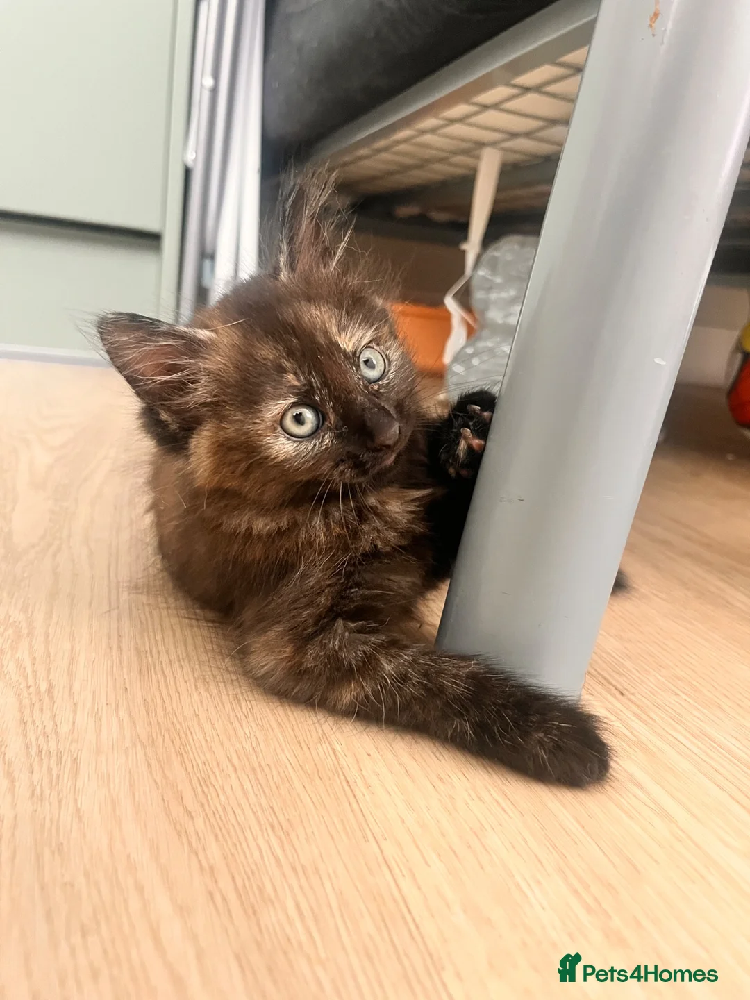 Mixed Breed cats for sale: Kittens for sale  - Advert 7