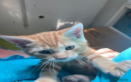 Mixed Breed cats for sale: 1 boy 2 girls  - Image 3