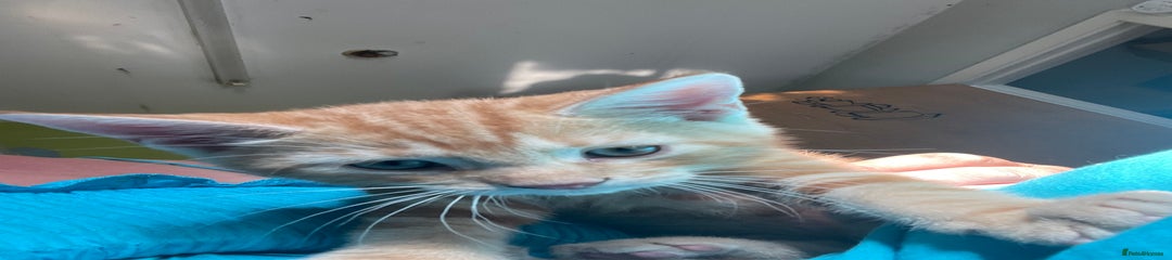 Mixed Breed Kitten 1