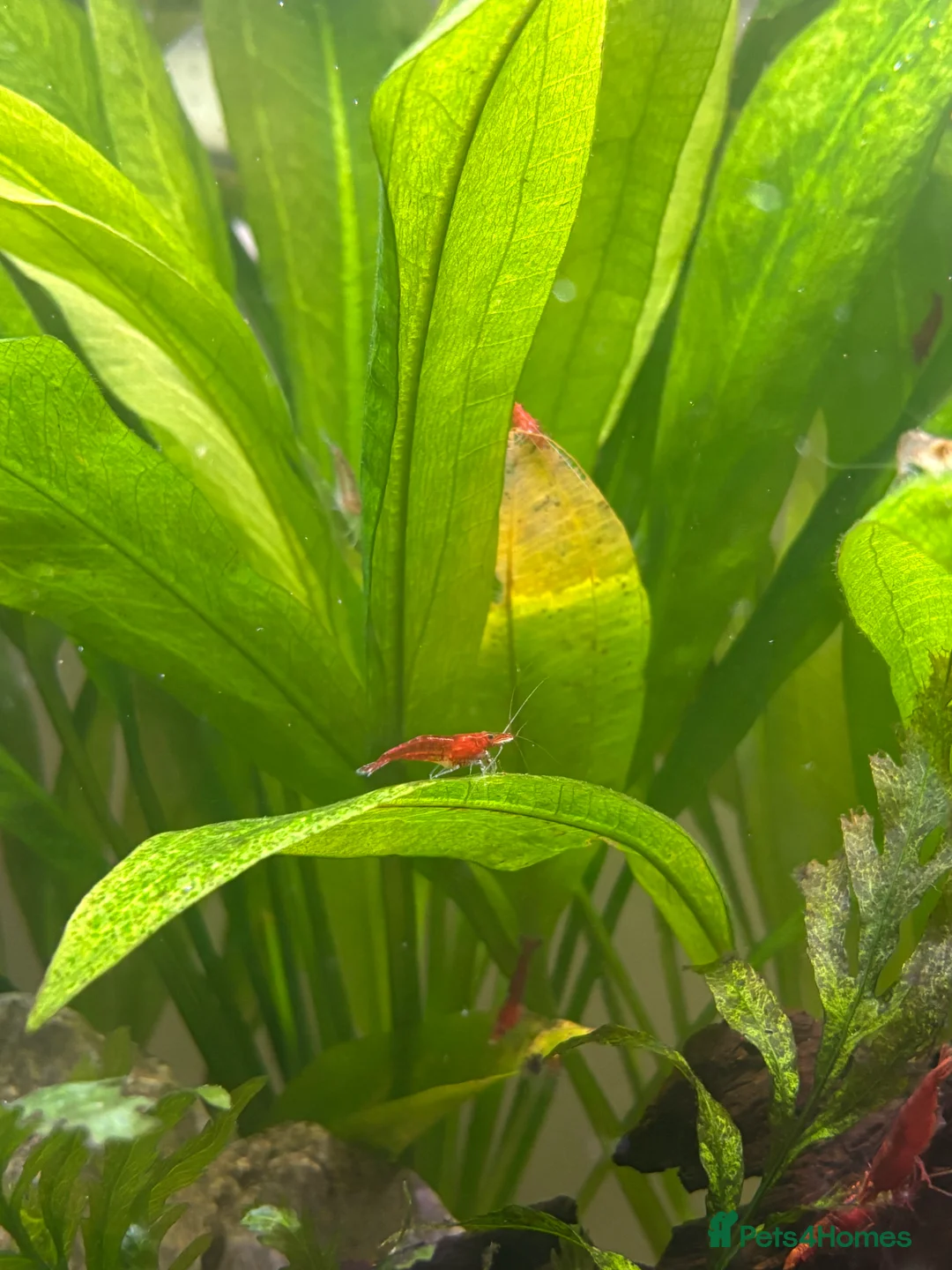 Shrimps fish for sale: Red Cherry Shrimp for sale in Bristol - Advert 3