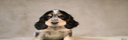 Cocker Spaniel dogs for sale: Beautiful litter of KC reg show type cockers  - Advert 16