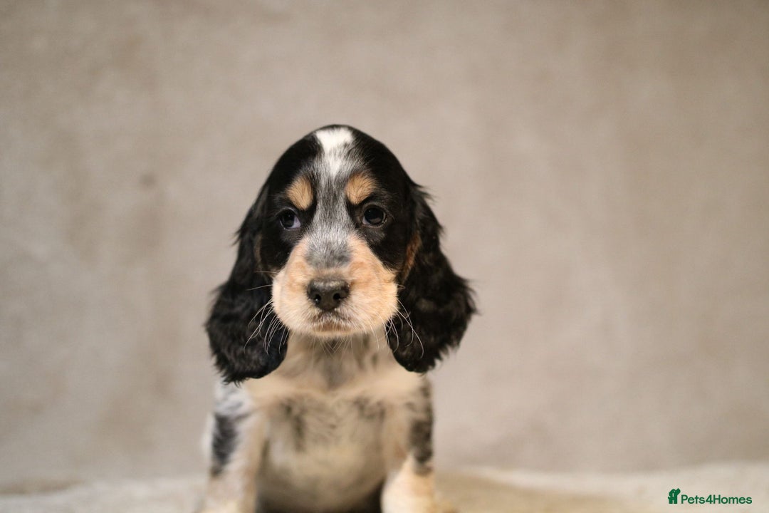 Cocker Spaniel dogs for sale: Beautiful litter of KC reg show type cockers  - Advert 16