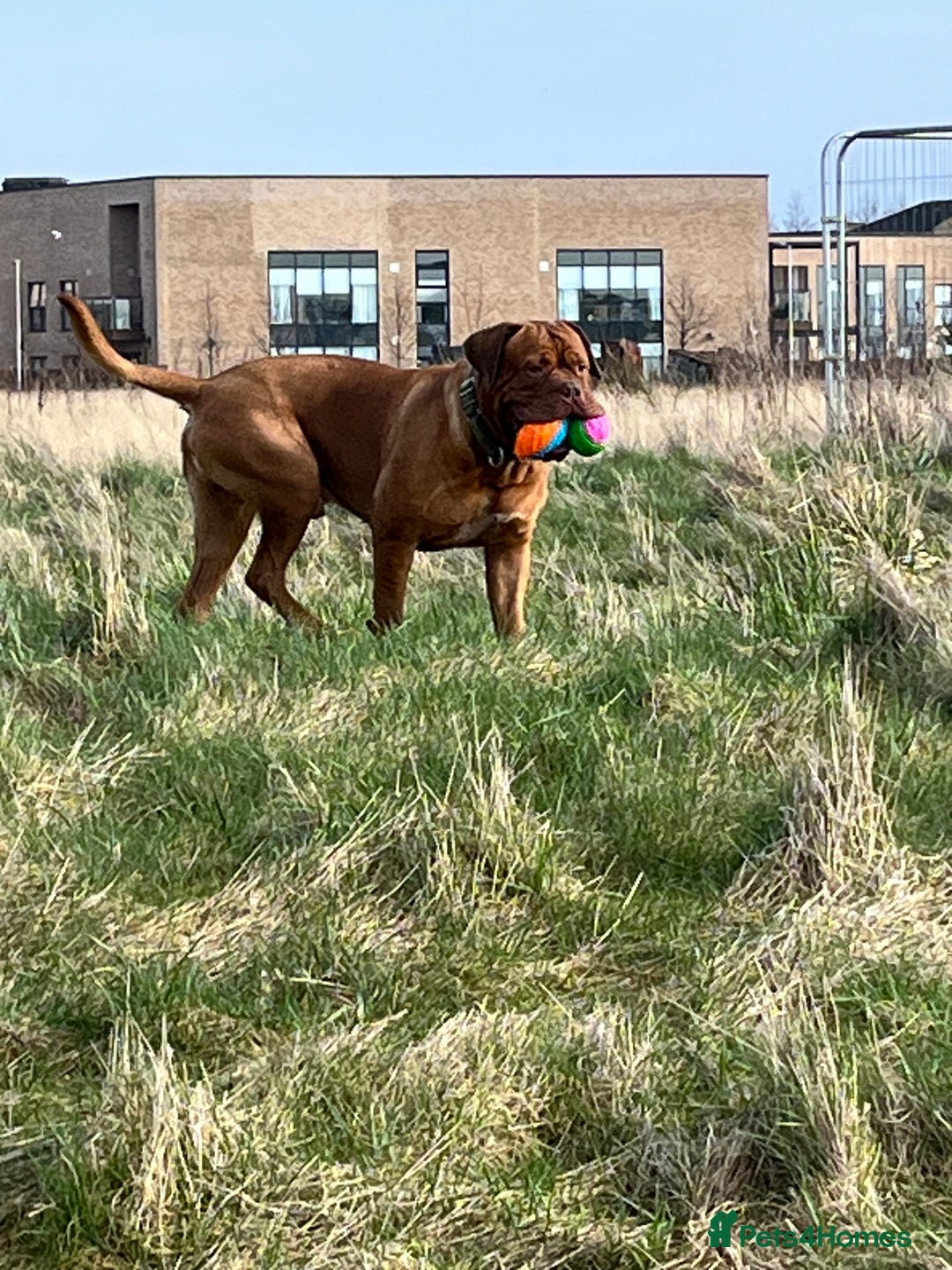 Dogue De Bordeaux dogs for stud: Dogue de Bordeaux For stud Enzo  - Image 14