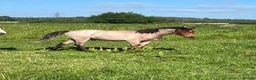 New Forest horses for sale: Geldings  - Advert 4