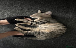 Mixed Breed cats for sale: URGENT Spotted Tabby Female  - Image 4