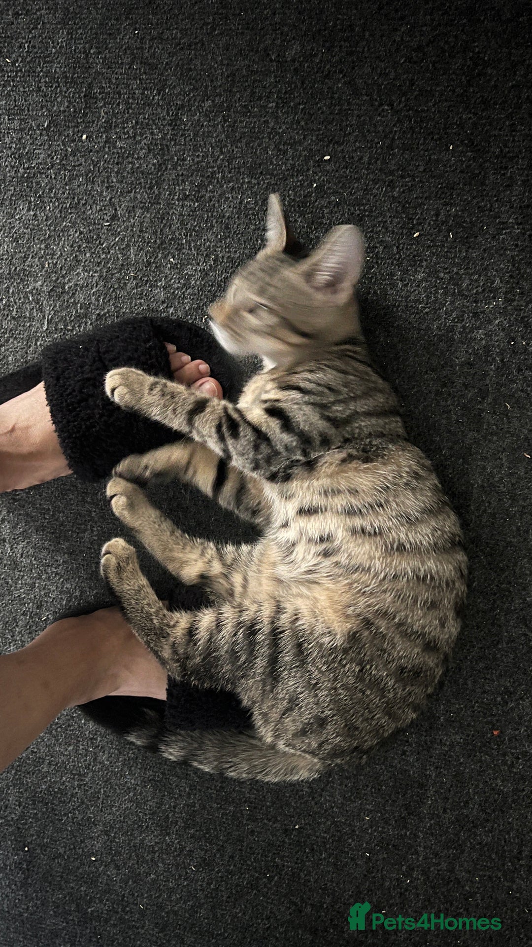 Mixed Breed cats for sale: URGENT Spotted Tabby Female  - Image 4