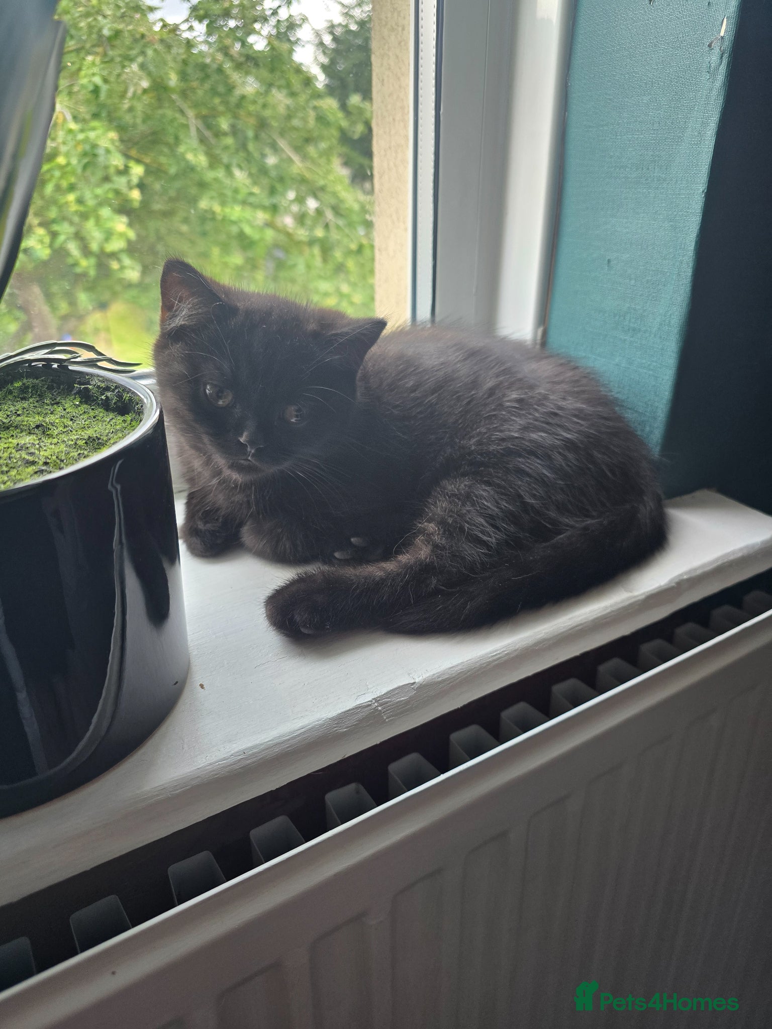 British Shorthair cats Last cute boy looking forever home 🏡 😍  - Advert 3