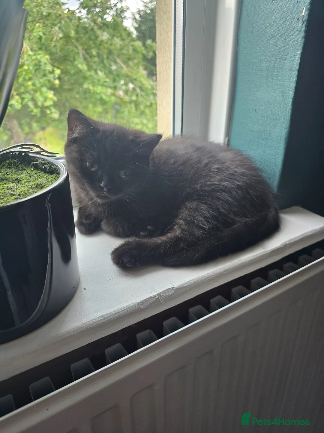 British Shorthair cats for sale: Last cute boy looking forever home 🏡 😍  - Advert 1