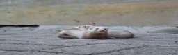 Ferret rodents for sale: Sandy jill - Advert 4