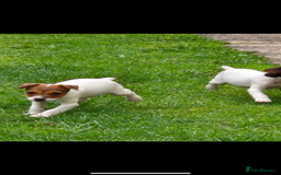 Jack Russell dogs for sale: Jack russel puppies  - Image 8