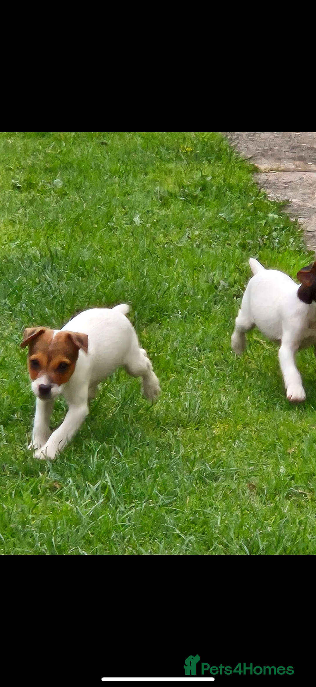 Jack Russell dogs for sale: Jack russel puppies  - Image 8