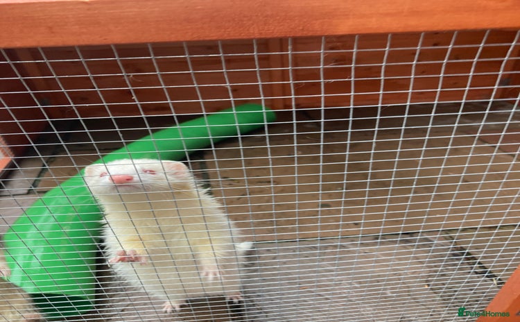 Ferret rodents - Advert 1
