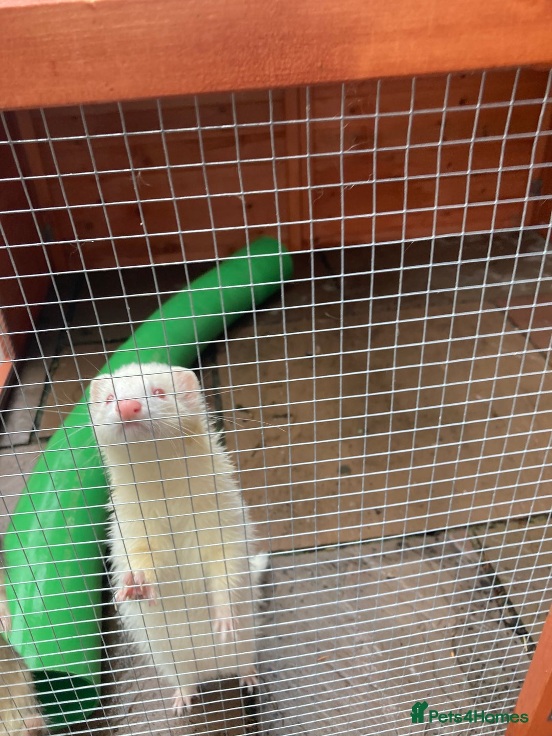 Ferret rodents for sale: Ferret  - Image 1