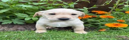 Labrador Retriever dogs for sale: UTTERLY GORGEOUS CHUNKY YELLOW KC REG LAB PUPPY - Advert 12