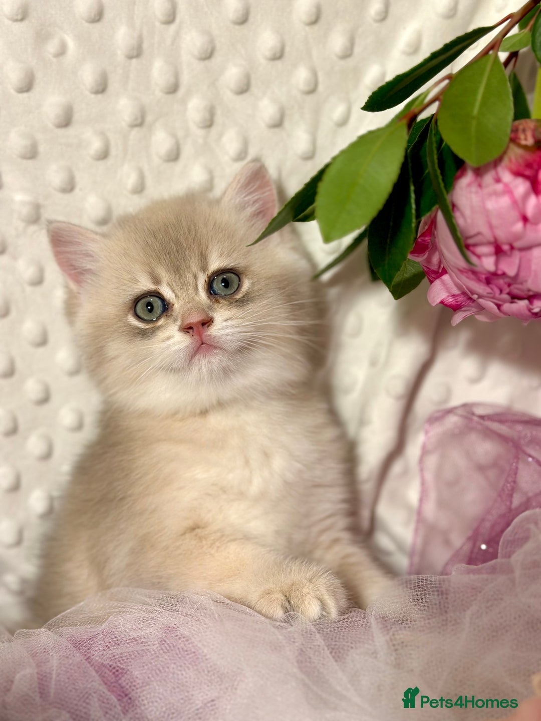 British Shorthair cats for sale: Two Blue Gold Boys  - Advert 6