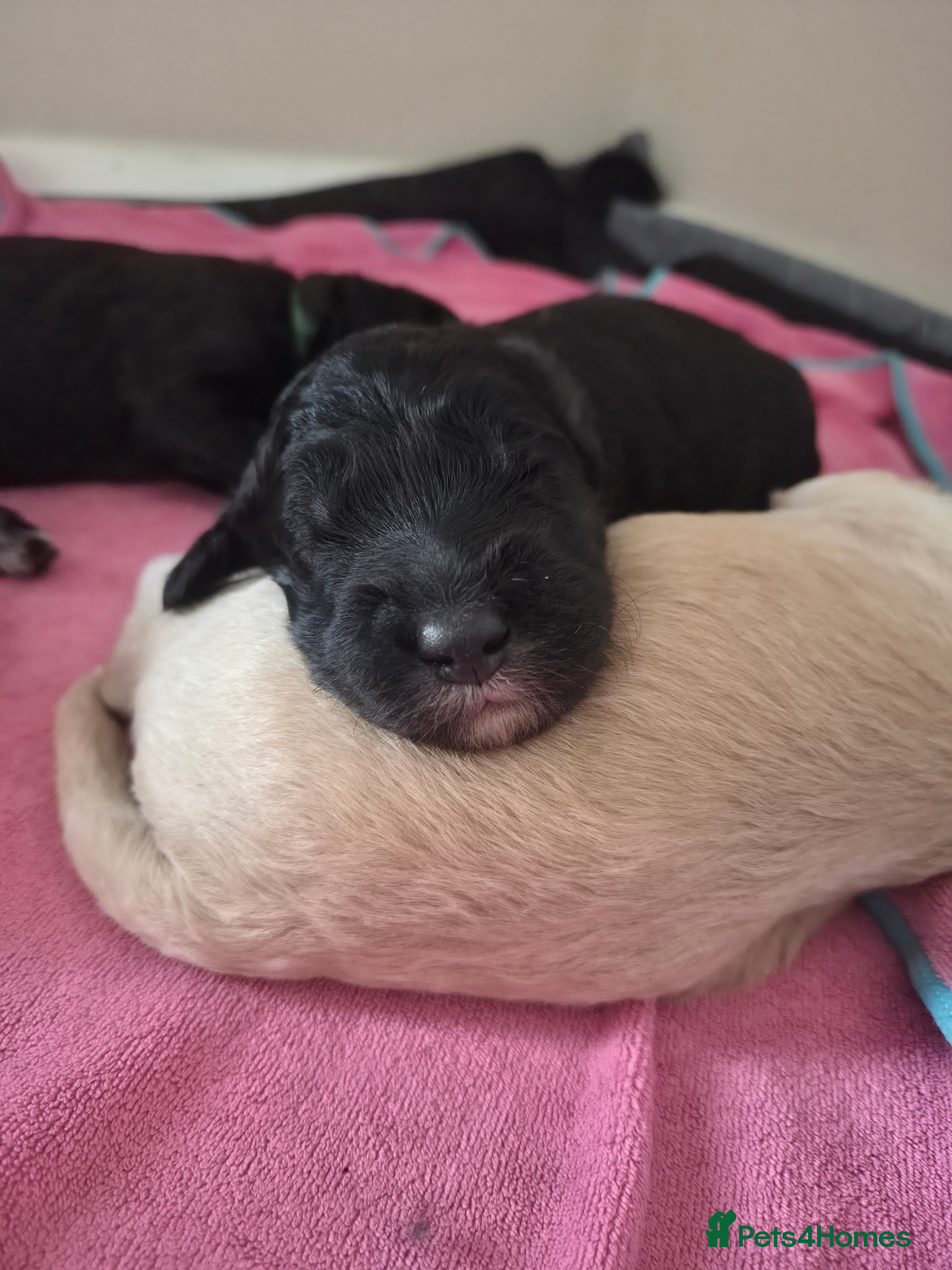 Mixed Breed dogs Australian Labradoodle x Goldendoodle Puppies - Advert 2