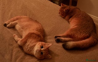 British Shorthair cats READY 2 Black Golden / Corin BSH boys - Advert 4