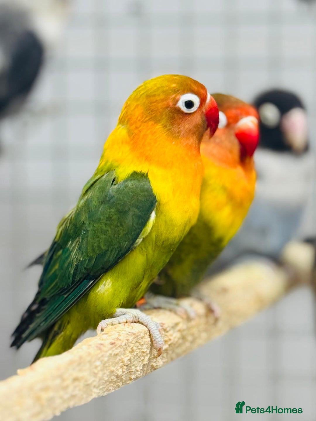 Lovebirds birds for sale: Fisher love birds  - Advert 7