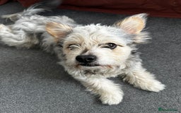 Mixed Breed dogs for sale: Froodle Boy  - Image 4