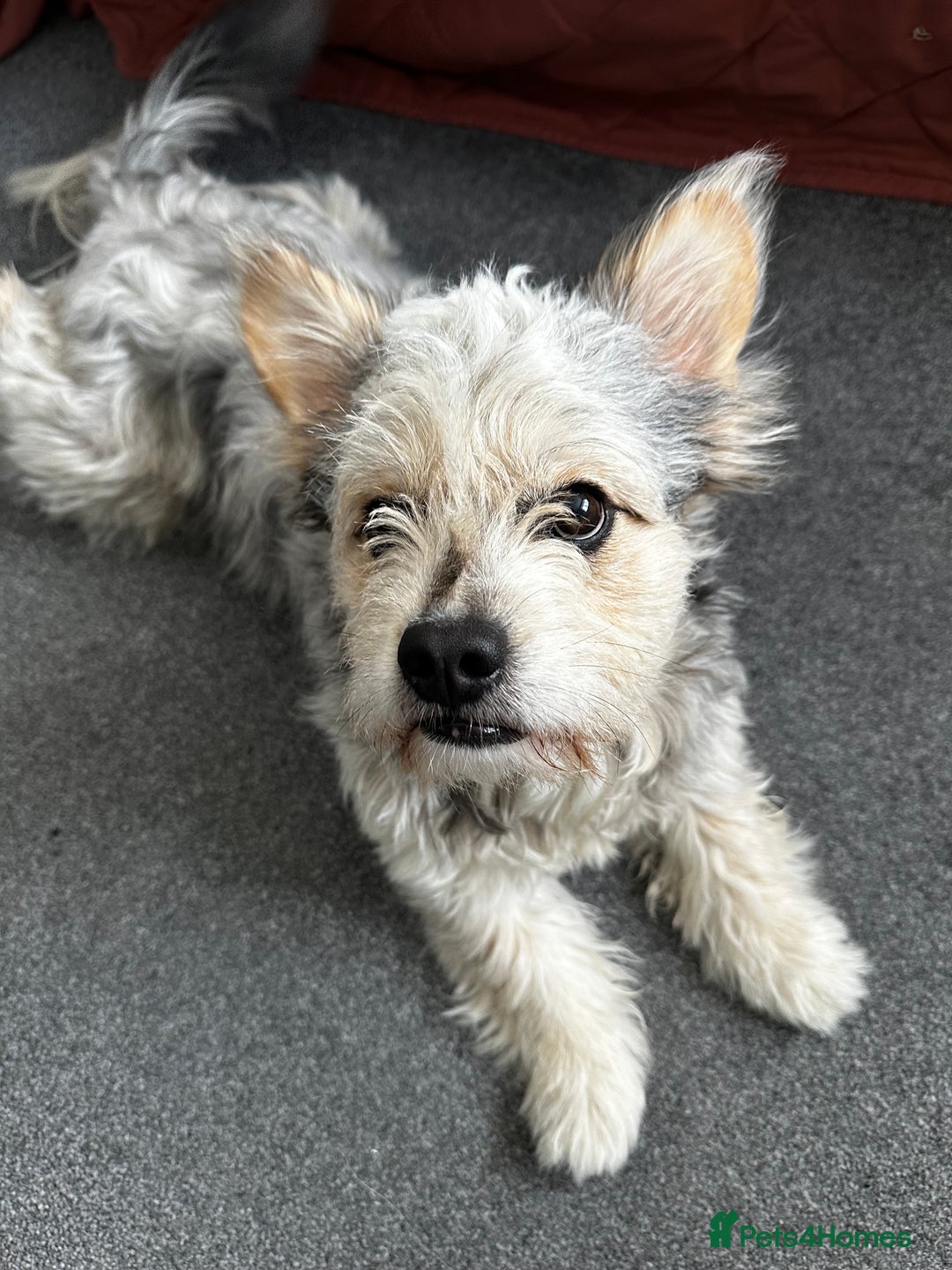 Mixed Breed dogs for sale: Froodle Boy  - Image 4