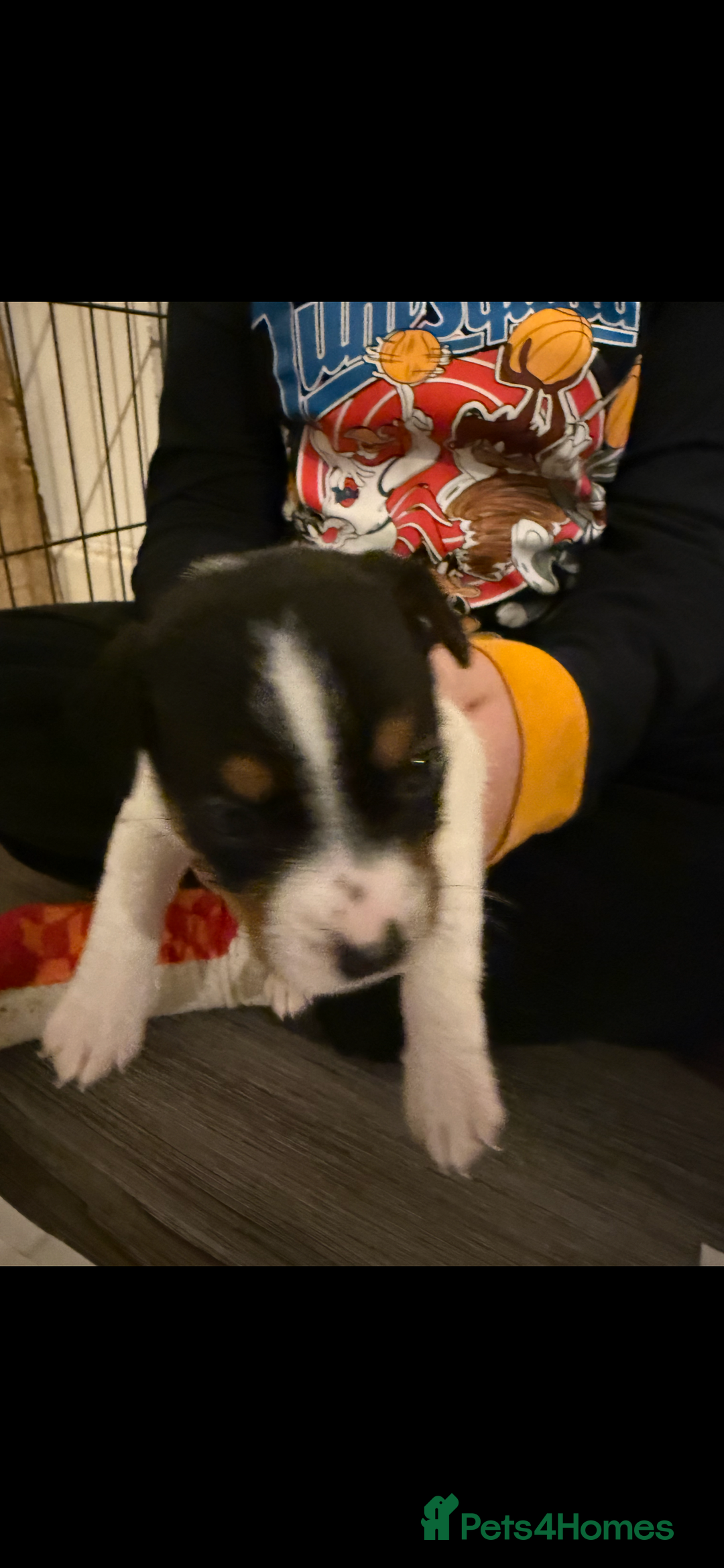 Jack Russell dogs for sale: Jack Russell puppies  - Image 10