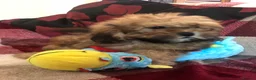 Shihpoo dogs for sale: shihpoo puppies for sale  - Advert 18