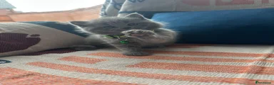 British Shorthair Kitten 3