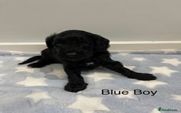 Cockapoo dogs for sale: Stunning F2 Cockapoo puppies fully DNA tested  - Image 3