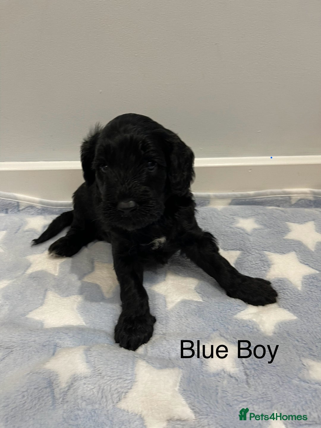 Cockapoo dogs for sale: Stunning F2 Cockapoo puppies fully DNA tested  - Image 3
